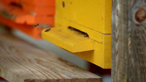 Closeup-of-bees-flying-in-and-out-of-a-bee-hive-in-4k-in-slow-motion-3