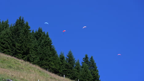 Four-parachutes-fly-in-the-sky-over-fir-and-grass-meadow,-Obwald,-Engelberg,-Swiss-alps