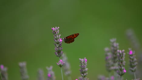 Nahaufnahme-Eines-Weißen-Schmetterlings,-Der-In-Zeitlupe-In-Der-Natur-In-4k-Fliegt-1