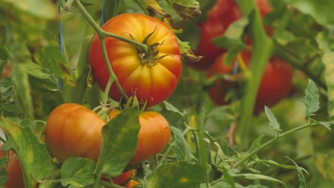 Tomaten-In-Verschiedenen-Farben-Mit-Verschiedenen-Arten-1