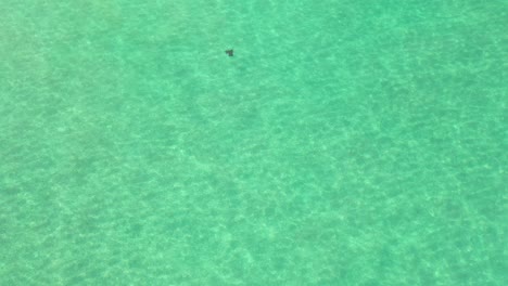 Aerial-view-of-a-ray-swimming-gently-in-the-crystal-clear-waters-of-the-Pacific-Ocean