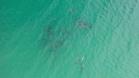 Aerial-view-of-a-pod-of-dolphins-gently-swimming-in-the-crystal-clear-waters-of-the-Pacific-Ocean-1