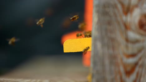Closeup-of-bees-flying-in-and-out-of-a-bee-hive-in-4k-in-slow-motion-2