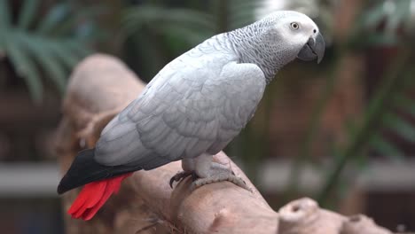 Profile-close-up-shot-of-a-congo-African-grey-parrot,-psittacus-erithacus-standing-still-on-the-wood-log-against-blurred-background,-bird-sanctuary-close-up-shot-at-langkawi-wildlife-park