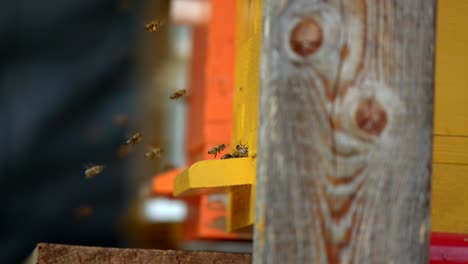 Closeup-of-bees-flying-in-and-out-of-a-bee-hive-in-4k-in-slow-motion-1
