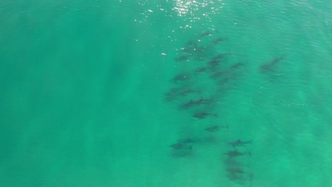 Aerial-view-of-a-pod-of-dolphins-gently-swimming-in-the-crystal-clear-waters-of-the-Pacific-Ocean