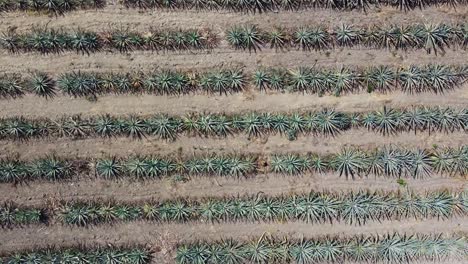 Slider-Shot-Of-Blue-Agave-Planted-In-Infinite-Lines,-Maguey,-Oaxaca,-Mexico