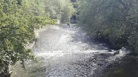 Water-cascading-over-a-broad-crested-weir-on-the-River-Bollin-near-Bollington,-Cheshire,-UK-and-near-Dunham-Park