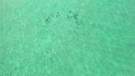 Aerial-view-of-a-pod-of-ray-swimming-and-gently-migrating-in-the-crystal-clear-waters-of-the-Pacific-Ocean-1