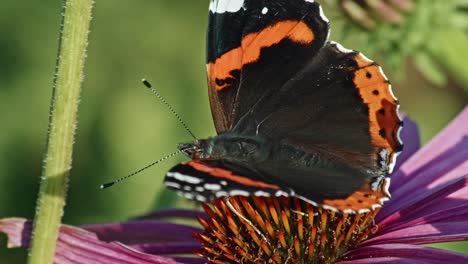 Red-Admiral-Butterfly-Nectar-Feeding-On-A-Purple-Coneflower-In-The-Garden---macro-shot