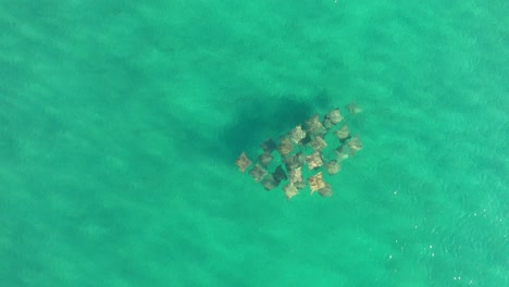Aerial-view-of-a-pod-of-ray-swimming-and-gently-migrating-in-the-crystal-clear-waters-of-the-Pacific-Ocean