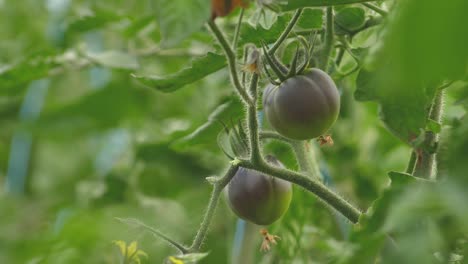 Tomaten-In-Verschiedenen-Farben-Mit-Verschiedenen-Arten-10