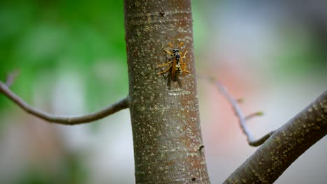 Close-up-of-a-wasp-on-a-tree-in-4k-in-slow-motion