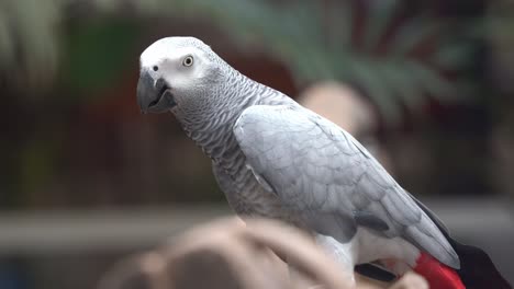 Smart-congo-African-grey-parrot,-psittacus-erithacus-perching-on-the-branch-against-bokeh-blurred-background,-bobbing-its-head-to-express-its-happiness,-close-up-shot