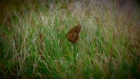 Close-up-video-of-a-butterfly-in-the-grass-in-slow-motion