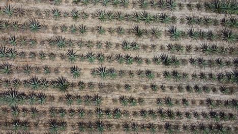 Top-Down-Aerial-View-Of-Blue-Agave-Mezcal-Fields-In-Tequila-Mexico-On-Sunny-Day-,-Oaxaca