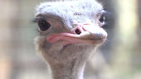 Close-up-shot-of-a-flightless-common-ostrich,-struthio-camelus,-head-feathers-with-thin-layer-of-down,-staring-right-into-the-camera-at-wildlife-sanctuary-park