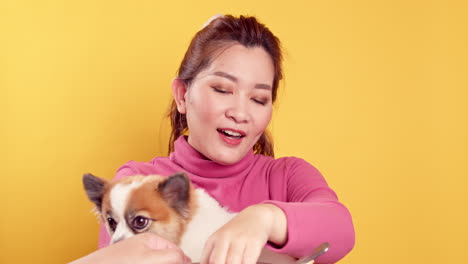 Asian-gorgeous-young-show-love-and-play-with-chihuahua-mix-pomeranian-dogs-for-relaxation-on-bright-yellow-background