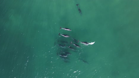 A-pod-of-Dolphins-in-a-display-of-courtship-moving-with-the-ocean-swell