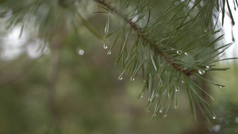 Close-up-of-waving-pine-needle-branch-with-rain-drops,-slow-motion-Helsinki-Finland