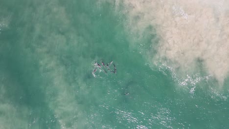 Eine-Herde-Delfine-In-Einer-Darstellung-Der-Balz,-Während-Wellen-über-Einer-Ozeansandbank-Brechen
