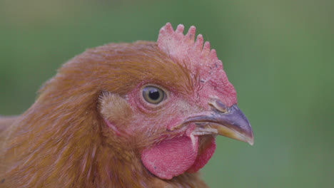 Extreme-close-up-of-a-chicken-face-in-4k-Slow-Mo-in-grassy-field