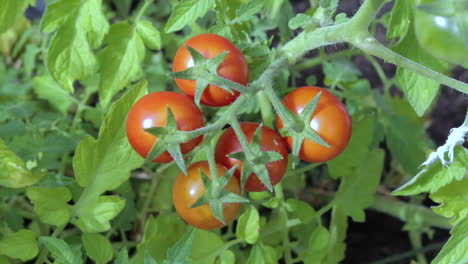 Ripe-tomatoes-growing-on-a-self-set-plant