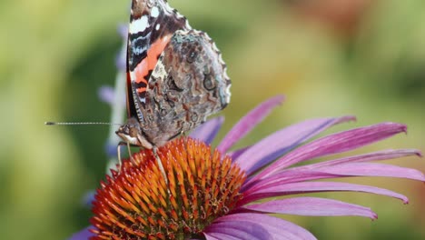 American-Lady-Butterfly-In-Echinacea-Flower-Against-Blurred-Background