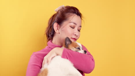 Asian-women-show-love-and-play-with-chihuahua-mix-pomeranian-dogs-for-relaxation-on-bright-yellow-background