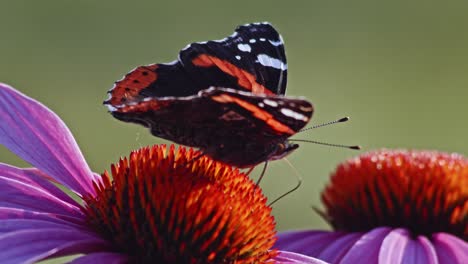 Schmetterling-Des-Roten-Admirals,-Der-Sich-Von-Sonnenhutnektar-Ernährt---Makro