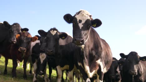 Vacas-Curiosas-De-Pie-En-El-Campo-De-Hierba-Mirando-A-La-Cámara,-Día-Soleado