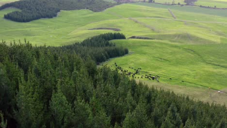 Pine-tree-forest-revealing-lush-green-pasture-with-herd-of-cows,-aerial