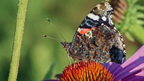 Close-Up-Of-Red-Admiral-On-Purple-Coneflower-In-The-Garden