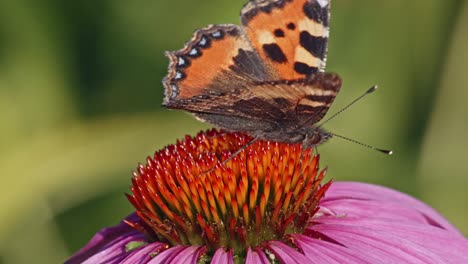 Hermosa-Mariposa-Naranja-Encima-De-La-Polinización-De-La-Cabeza-De-La-Flor-Cónica