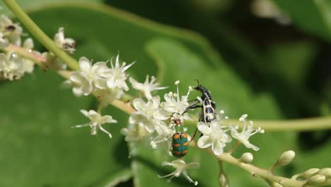 El-Escarabajo-De-Angora-Son-Insectos-Que-Polinizan-Las-Flores-Cuando-Son-Adultos