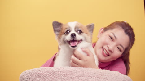 Woman-playing-with-chihuahua-mix-pomeranian-dogs-for-relaxation-on-bright-yellow-background