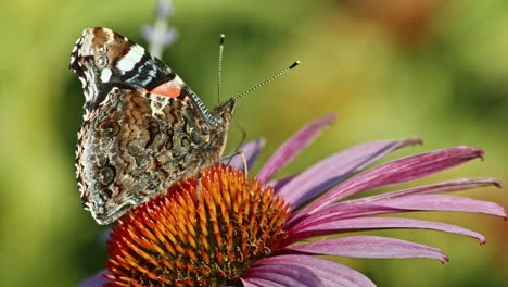 Close-Up-Of-Red-Admiral-Butterfly-Sipping-Nectar-From-Purple-Coneflower