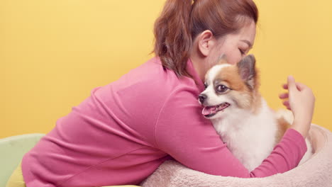 Asian-woman-playing-with-chihuahua-mix-pomeranian-dogs-for-relaxation-on-bright-yellow-background-1