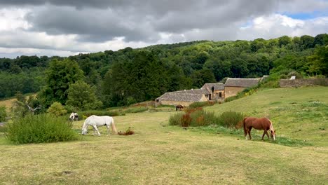 White,-brown-and-black-horses-at-a-farm-in-Wood-Stanway---Cotswolds,-England