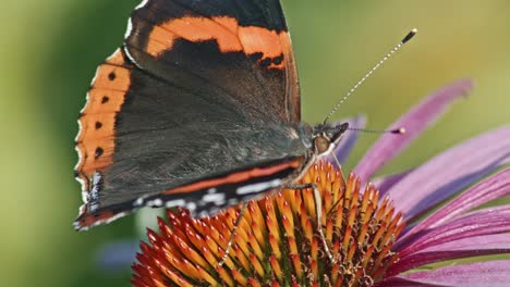 Macro-Shot-Of-Red-Admiral-Butterfly-Sitting-And-Collecting-Nectar-From-Purple-Coneflower