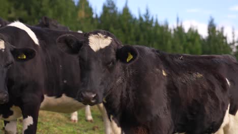 Weibliche-Holsteinkuh,-Die-Anhält-Und-Sich-Umsieht,-Grasland-Im-Freien,-Neugieriges-Tier