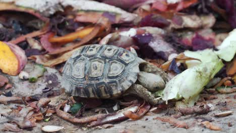 Baby-Tortoise-Eating-Vegetable-On-The-Ground