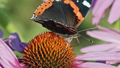 Red-Admiral-Perching-And-Nectar-Feeding-On-Purple-Coneflower-In-The-Garden---macro