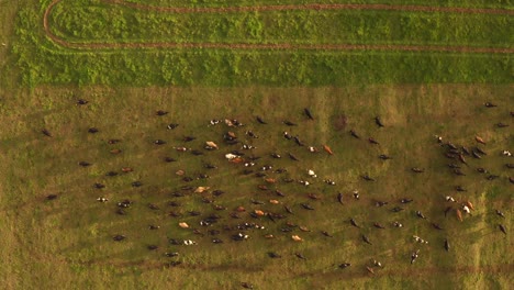 Livestock-cattle-farm-during-sunset,-spooked-herd-of-cow-stampede-down-field,-top-down