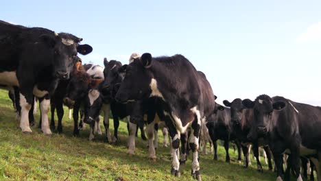 Black-and-white-herd-of-cows-on-hillside-slope-standing-in-front-of-camera