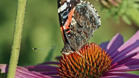Red-Admiral-Butterfly-Feeds-On-Nectar-Of-Coneflower
