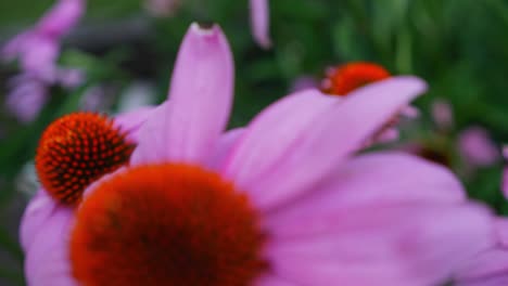 Close-Up-Of-Beautiful-Coneflowers-In-Bloom