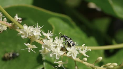 Escarabajo-De-Angora--Polinizando-Flores-Pequeñas