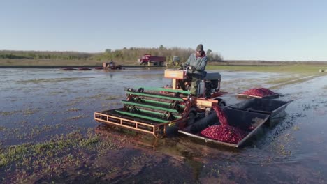 Farmer-use-picking-machine-for-cranberries-wet-harvest,-tracking-drone-shot