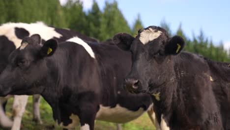 Schöne-Schwarze-Und-Weiße-Weibliche-Holstein-milchkühe,-Die-Ruhig-Draußen-Stehen